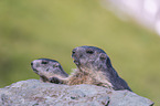 alpine marmots