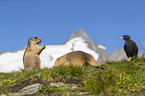 alpine marmots
