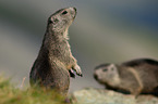 Alpine marmots