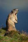 Alpine marmot