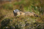 Alpine marmot