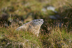 Alpine marmot