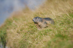 Alpine marmot