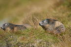 Alpine marmots