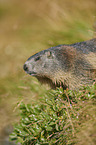Alpine marmot
