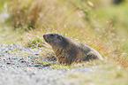 Alpine marmot