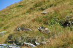 Alpine marmots