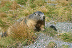 Alpine marmot
