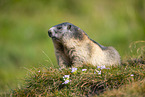 alpine marmot