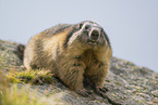 alpine marmot