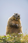 alpine marmot