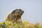 alpine marmot
