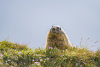 alpine marmot