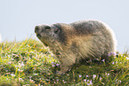 alpine marmot