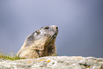 alpine marmot