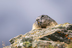 alpine marmot