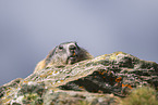 alpine marmot