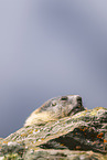 alpine marmot