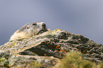 alpine marmot