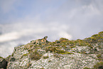 alpine marmot
