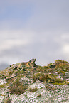 alpine marmot