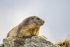 alpine marmot