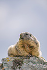 alpine marmot