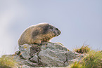 alpine marmot