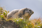 alpine marmot
