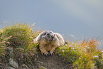 alpine marmot