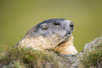 alpine marmot