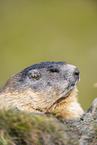 alpine marmot
