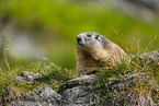 alpine marmot