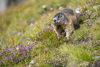 alpine marmot