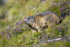 alpine marmot