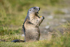 alpine marmot