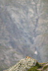alpine marmot