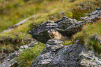 alpine marmot