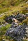 alpine marmot