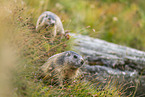 alpine marmot