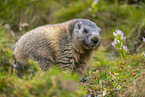 alpine marmot