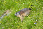 alpine marmot