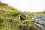 alpine marmot