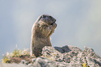 alpine marmot