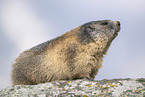 alpine marmot