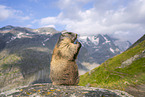 alpine marmot