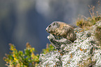 alpine marmot
