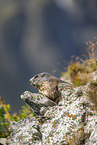 alpine marmot
