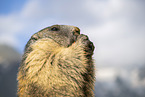 alpine marmot
