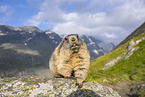 alpine marmot